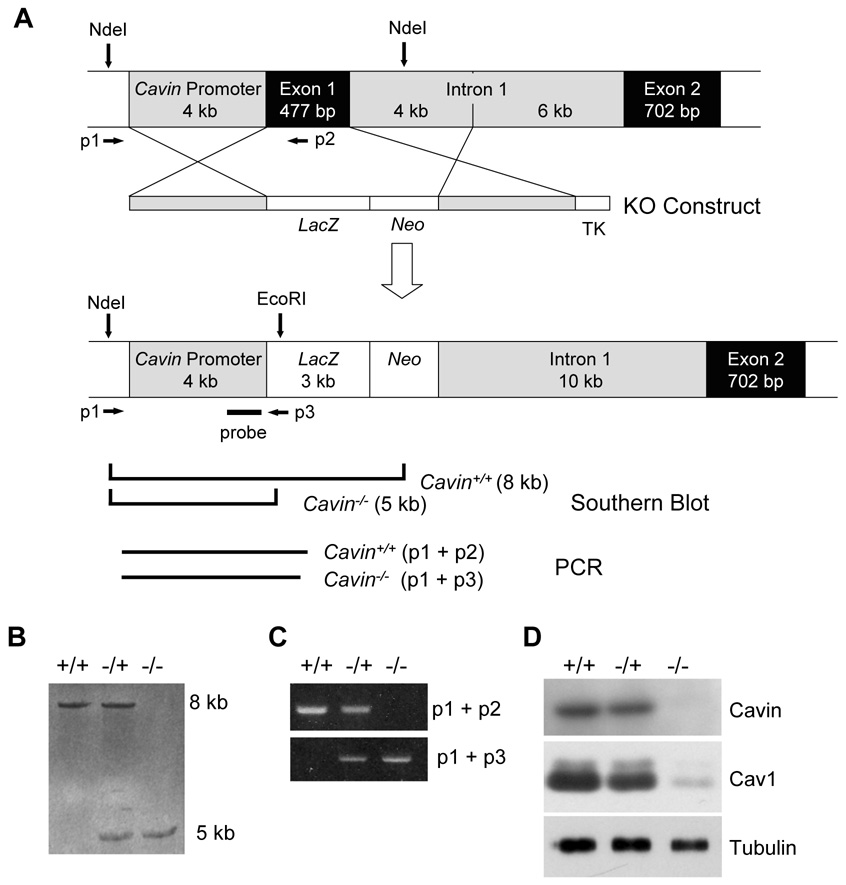 Fatal cardiac arrhythmia and long-QT syndrome in a new form of congenital generalized lipodystrophy with muscle rippling (CGL4) due to PTRF-CAVIN mutations