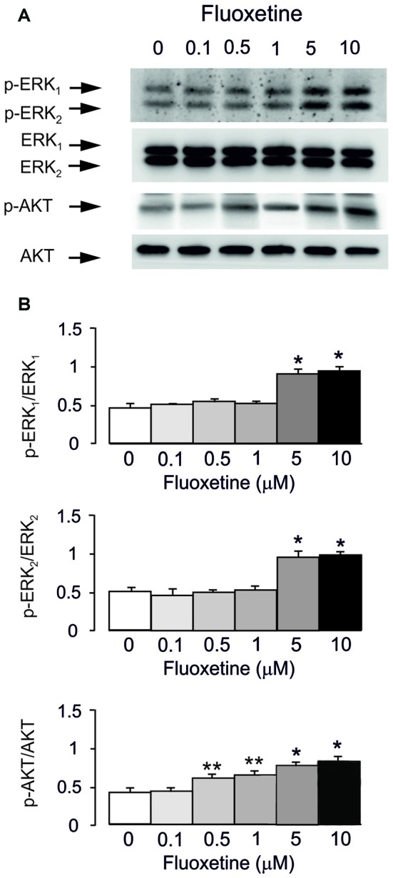 Biphasic Regulation of Caveolin-1 Gene Expression by Fluoxetine in Astrocytes: Opposite Effects of PI3K/AKT and MAPK/ERK Signaling Pathways on c-fos.